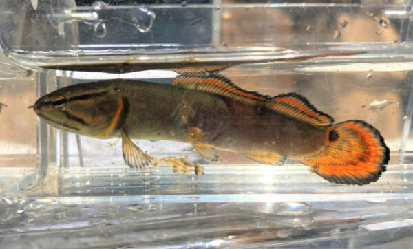 一只幼年红鳍弓鳍鱼。©麦迪逊科加尔 - DWR