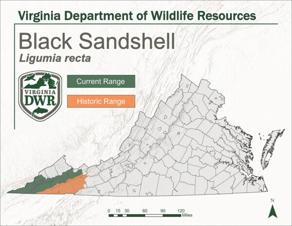 弗吉尼亚州的地图显示了黑沙壳的当前和历史分布范围。他们确实居住在该州的西部。