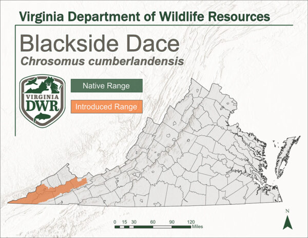 弗吉尼亚州地图显示了黑边鲮的栖息地。没有原生范围，引入范围到该州最西南端。