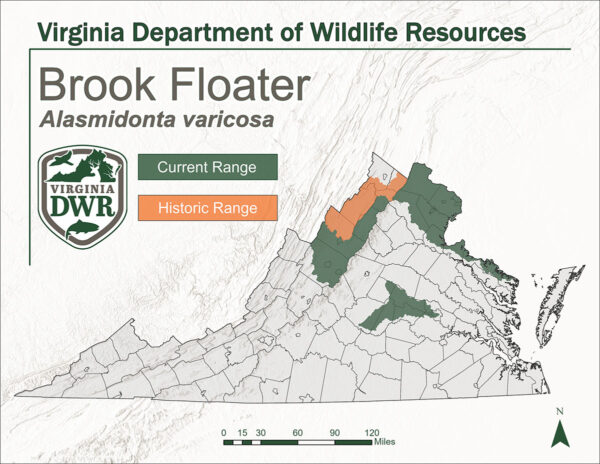弗吉尼亚州地图显示了溪浮萍的栖息地范围。历史范围是北弗吉尼亚，当前范围是北弗吉尼亚州和弗吉尼亚州中部的一小部分。