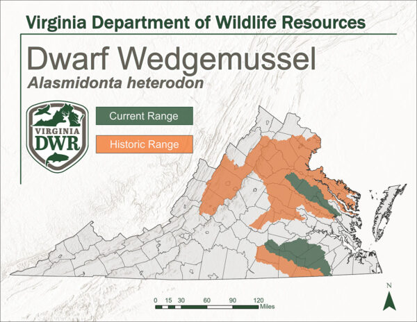 弗吉尼亚州地图显示了矮楔贻贝的栖息地。历史范围位于北部和中部及西部中部山区的部分地区。目前其分布范围已缩小，仅位于中部最南端和略北方向的海湾地区。