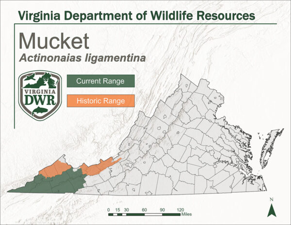 弗吉尼亚州境内的 Mucket 分布