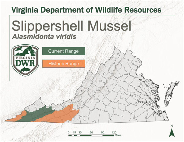 弗吉尼亚州的地图显示了滑壳贻贝的当前和历史分布范围。两座山脉均位于该州最西端。