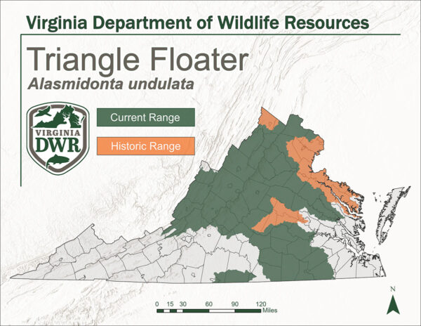 弗吉尼亚州的地图显示了三角浮标的当前和历史范围。它显示历史范围是弗吉尼亚州中部和北部，当前范围是整个弗吉尼亚州中部，并覆盖了北部至中部山脉的大部分地区。