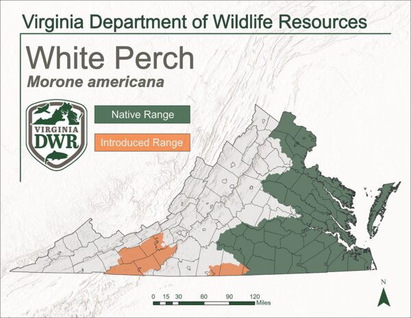 弗吉尼亚州地图显示了白鲈鱼分布的区域。它原产于美国中部至东部地区，并被引入该州中南部的部分地区。
