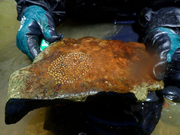 一位 DWR 水生生物学家展示了暗尾蛇鹈的筑巢岩石。