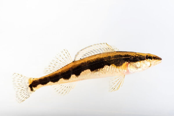 镰刀镖客的图片