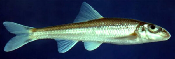 细长鲢鱼的图片