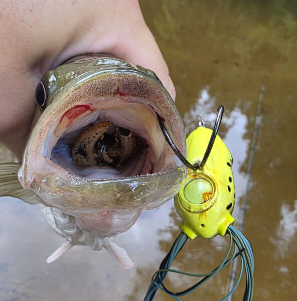一只斑点鲈鱼的喉咙里叼着一只小龙虾，而小龙虾上还有一只水面青蛙的诱饵。