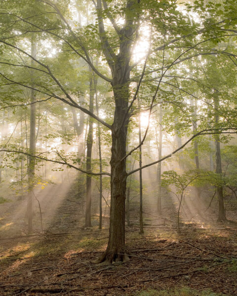 一幅美观的树木图像,其中有大量光线