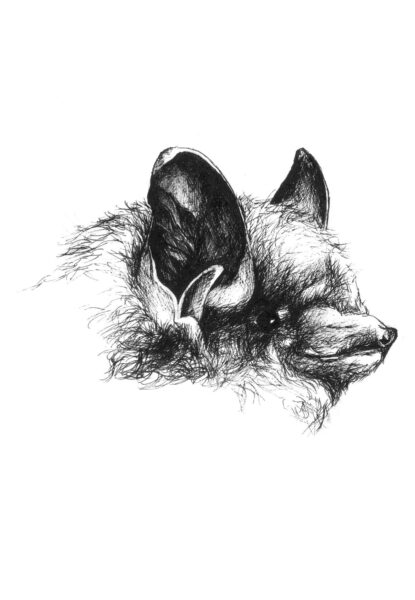 东部伏翼（三色蝙蝠）的图片