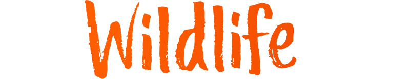 真实野生动物犯罪