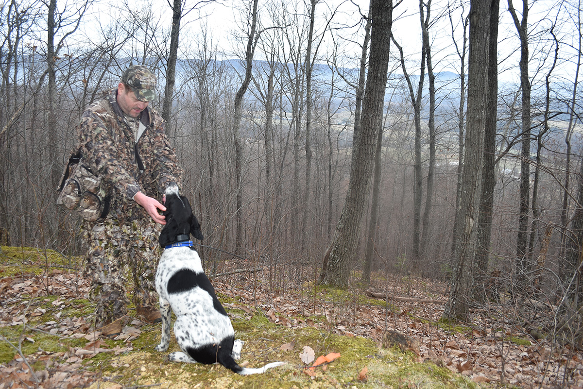 贝利坐在主人脚边,主人在第一次驱散失败后告诉她“再去抓它们”