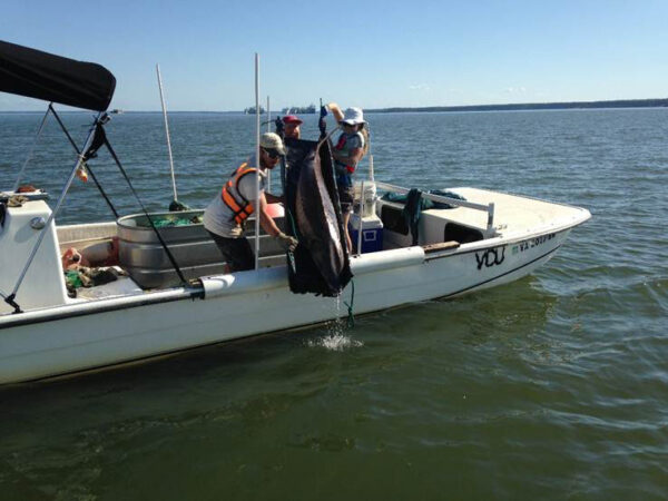 一艘白色船上的研究人员放生了一条大西洋鲟鱼。