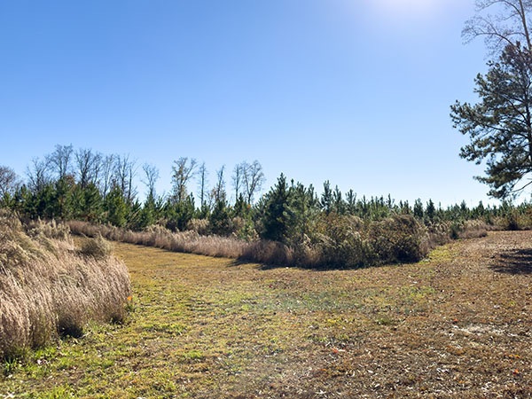在维护良好的小径旁的灌木丛中可以发现多种麻雀。照片来源：Lisa Mease