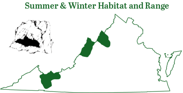 点击放大弗吉尼亚大耳蝠分布范围的图片