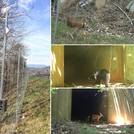 这幅拼贴画描绘了道路旁的围栏和附近的几只动物，包括鹿和一只黑熊。