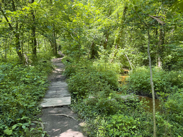 鸟类、爬行动物和两栖动物利用沼泽森林茂密的植被作为栖息地。照片来源：Lisa Mease