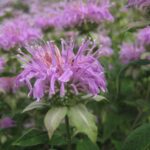 野生佛手柑花的特写照片