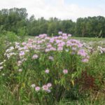 田野里的野生佛手柑花