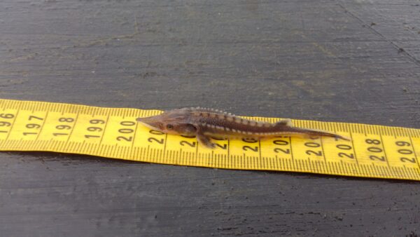 一条年轻、小型、深棕色的大西洋鲟鱼，体长七厘米。