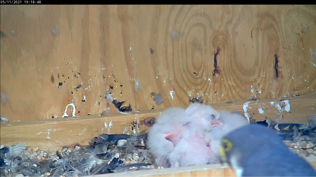 小鸡吃完饭后就睡在彼此身上