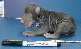 一只五天大的黑熊幼崽被放置在一个标记和一把尺子旁边，作为比例参考。