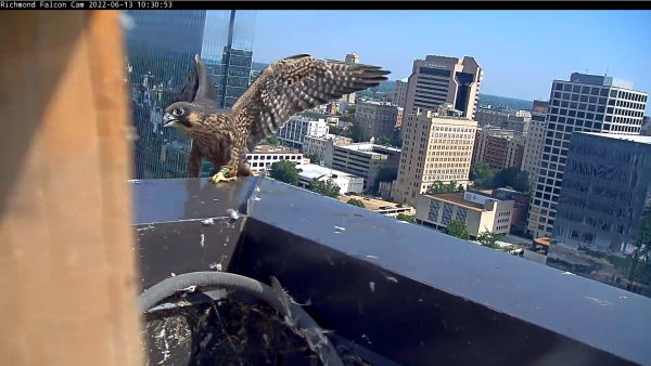 幼崽刚从围栏出来，就望向建筑物的边缘。