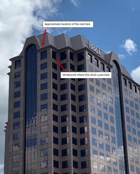 小鸡第二次离开岩架后位置的注释照片