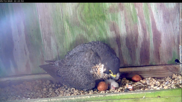 雌隼将五天大的雏鹰庇护在翅膀下