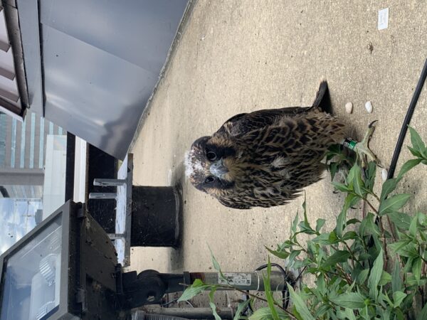 隼雏鸟被释放到岩架上