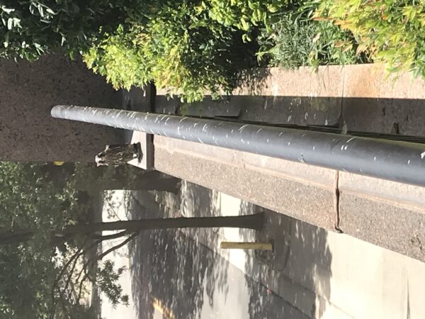 栏杆上的游隼幼崽