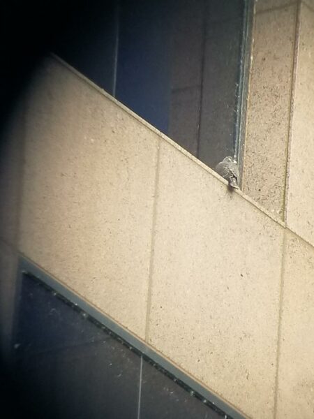 透过望远镜看到的隼雏鸟栖息在窗台上