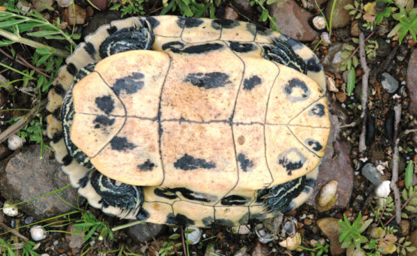 坎伯兰滑块的图片