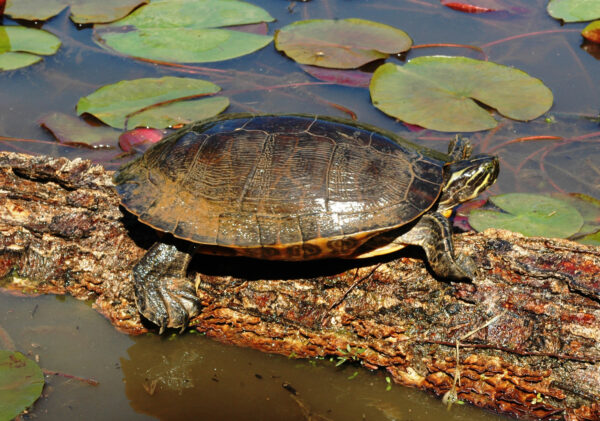 东河库特 (Eastern River Cooter) 的图片