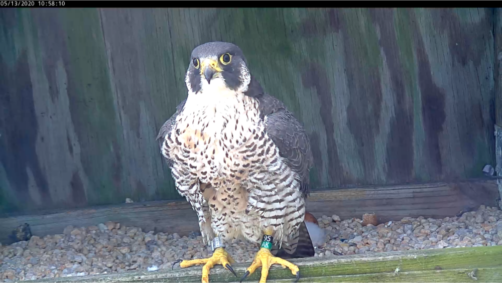 雌鸟站在窗台上，暂时停止孵化和育雏工作