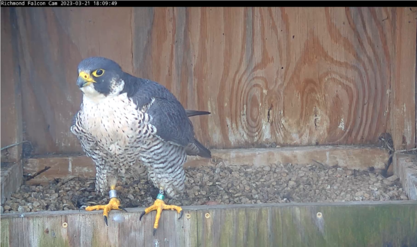 雌性游隼栖息在巢箱上