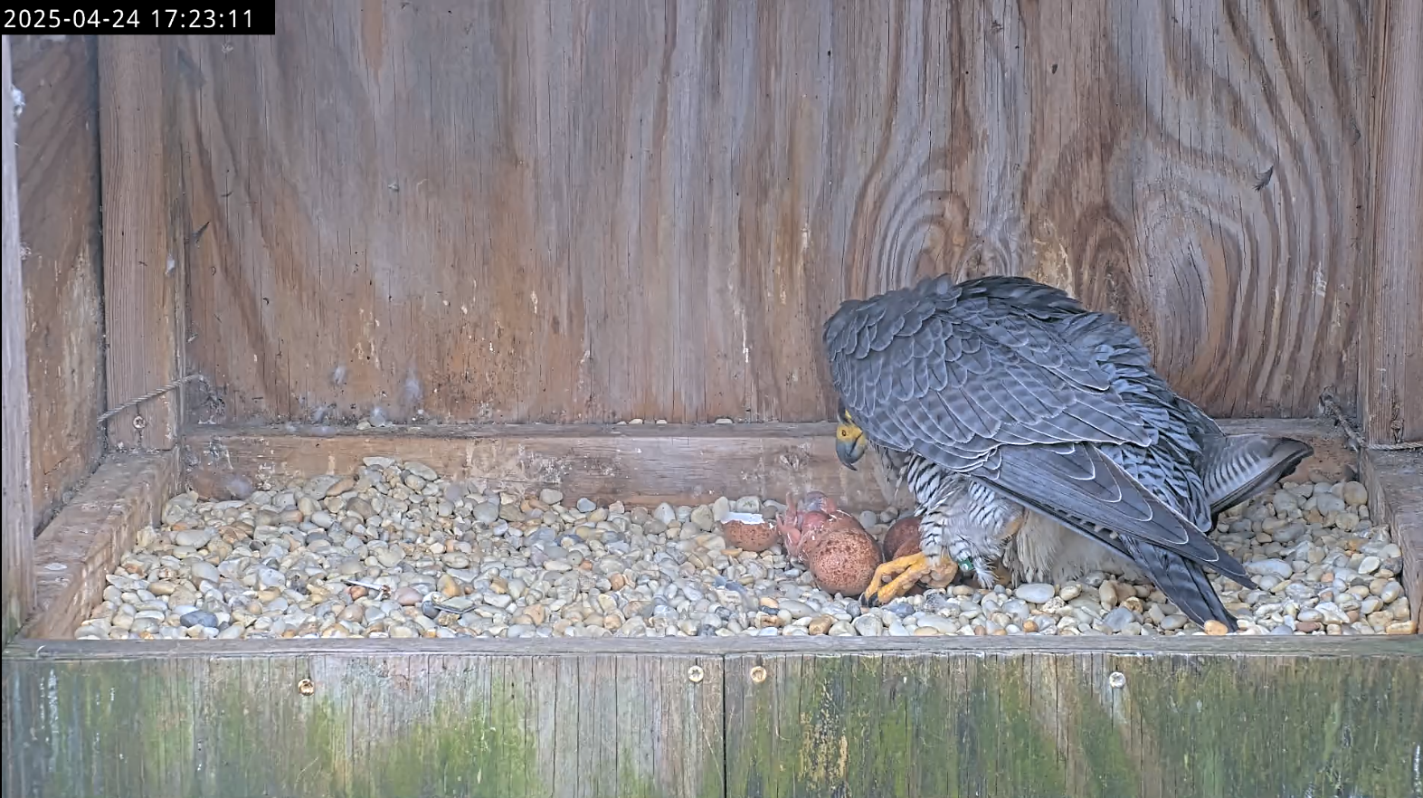 猎鹰爸爸蹲在第一只刚孵出的小鹰旁边，小鹰的部分还在蛋壳里。