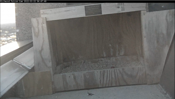 鸟巢中第一枚蛋的图像