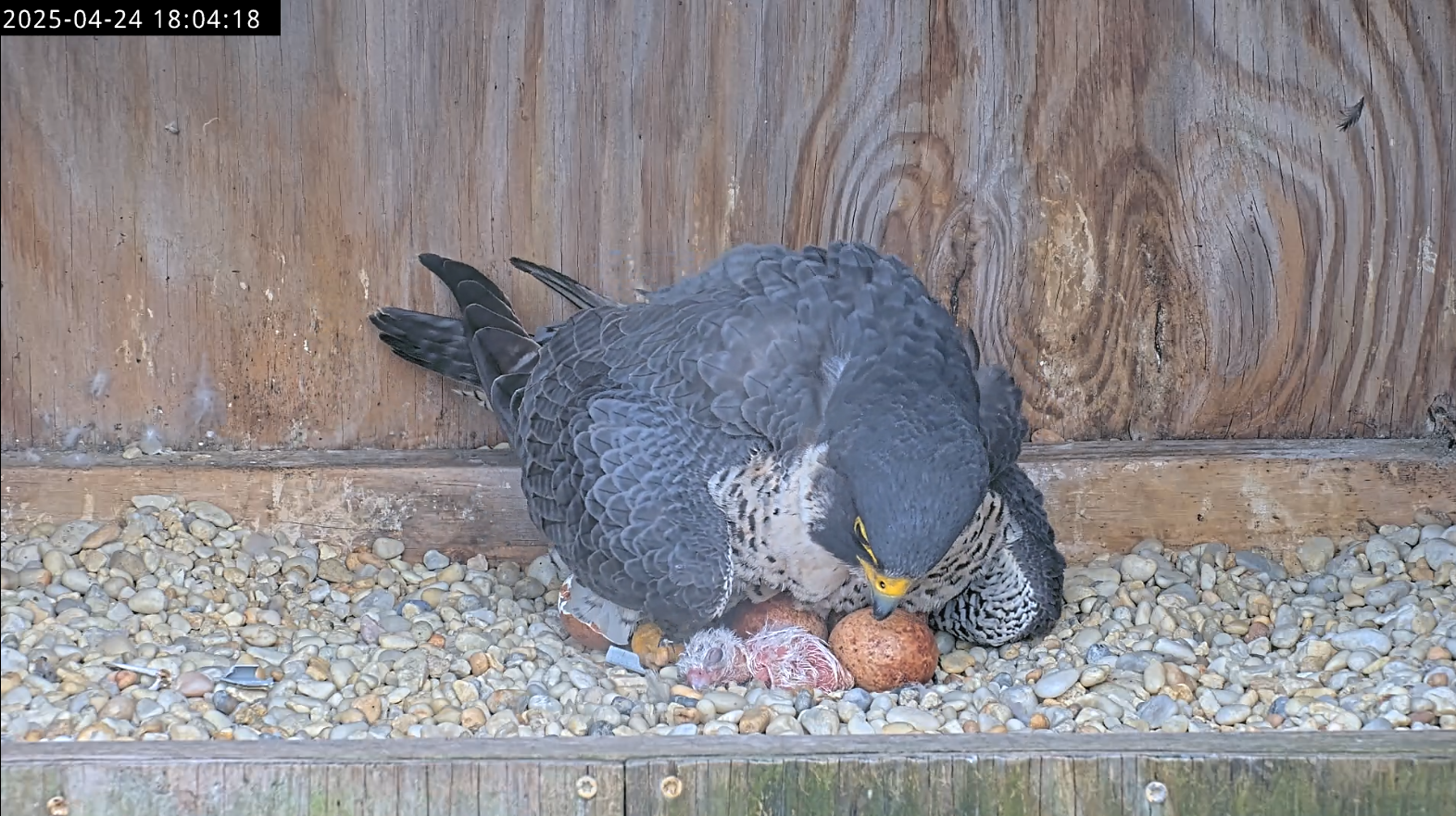 第一只猎鹰幼崽在母亲的注视下孵化。