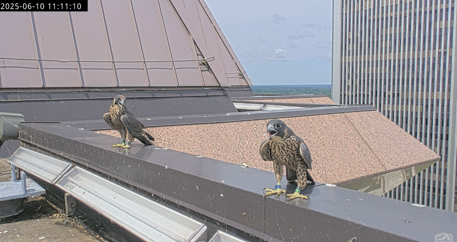 两只猎鹰离开围栏后不久，栖息在河滨西塔护墙边缘的顶部。