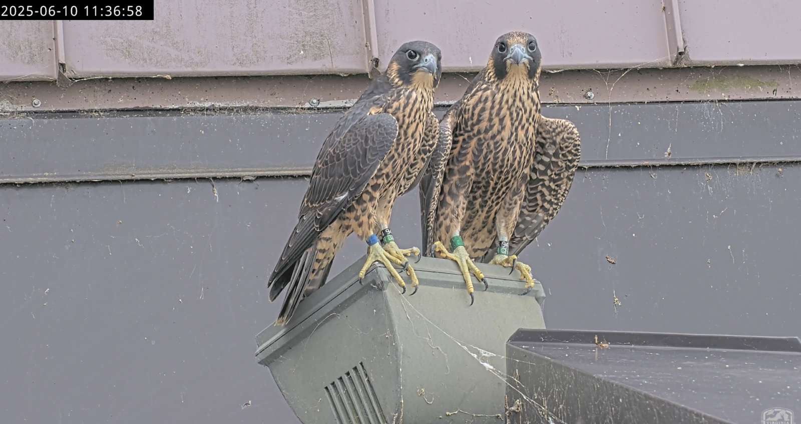 两只猎鹰一起栖息在河滨广场西塔的一盏灯顶上。