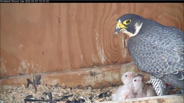 雌鸟正在喂养两只小鸟