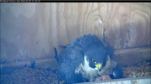 第三只小鸡孵化出隐藏在母亲身下的兄弟姐妹