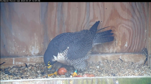 游隼和她的第四枚蛋的图片