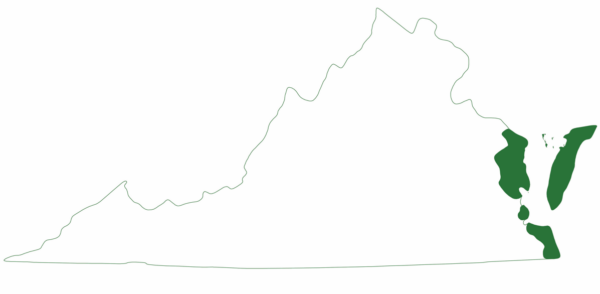 绿海龟仅在弗吉尼亚州东海岸的几个地区发现。