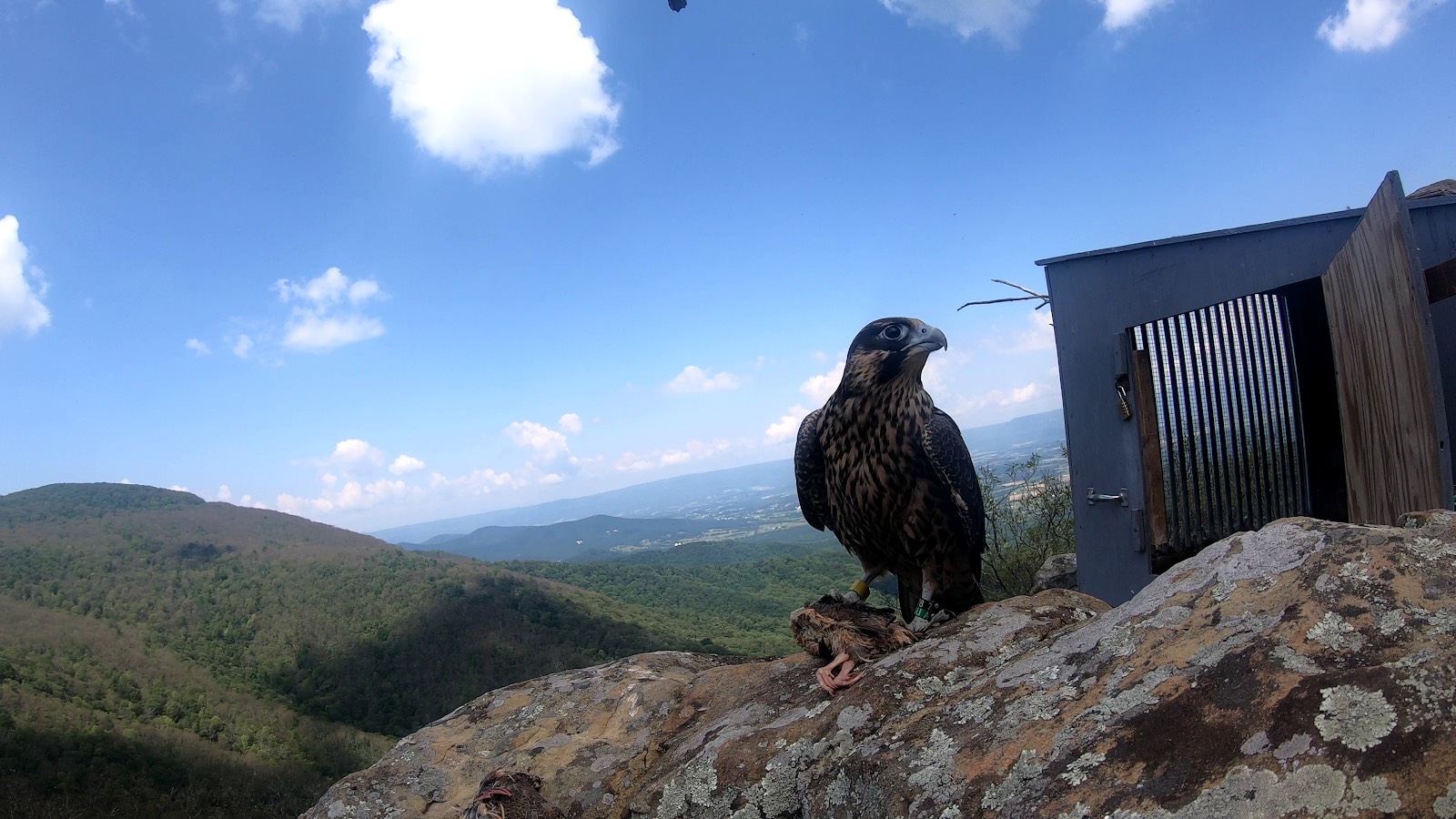 谢南多厄国家公园的砍伐现场呈黄色。