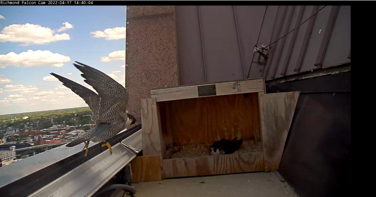 雄鸟返回接替雌鸟孵卵的情景