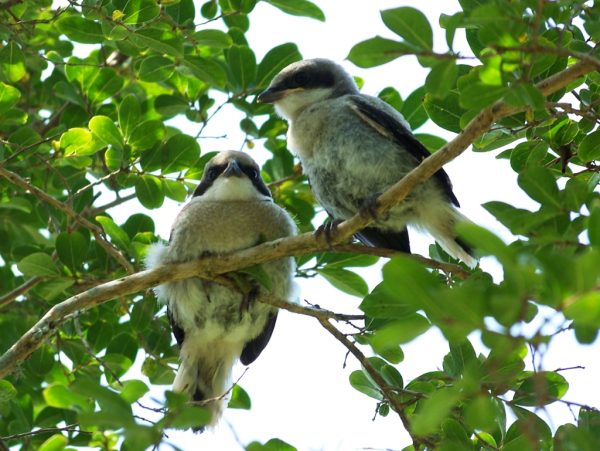 红头伯劳的图片