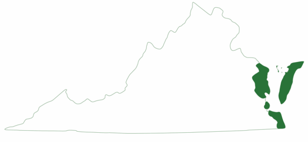 红海龟生活在弗吉尼亚州东海岸的部分地区。